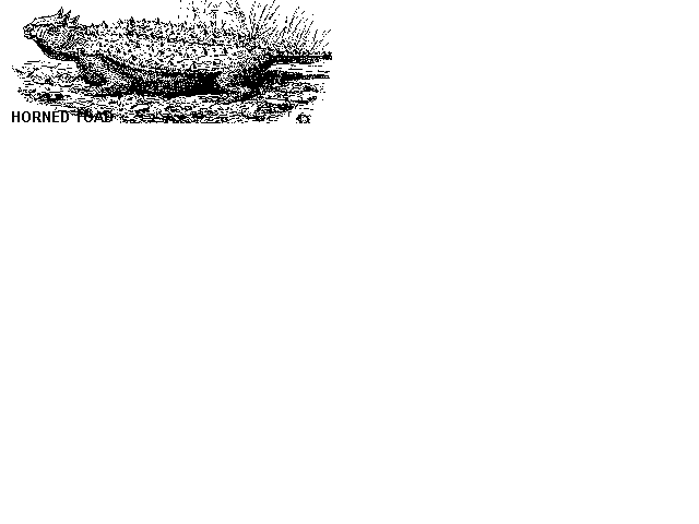 Horned Toad