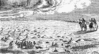 'Dog Town,' or A Settlement of Prairie Dogs