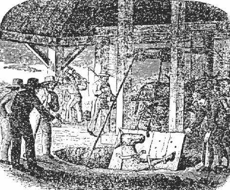 A mining scene -- a mule being raised headfirst from a shaft in the ground