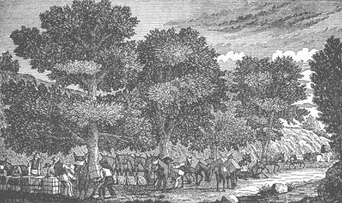 Mexican Arrieros with an Atajo of Pack-Mules