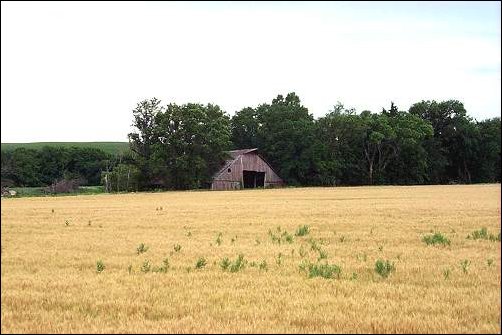 Red barn at edge of yellow field