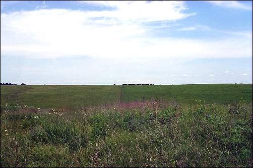 Wildflowers all through the long green grasses