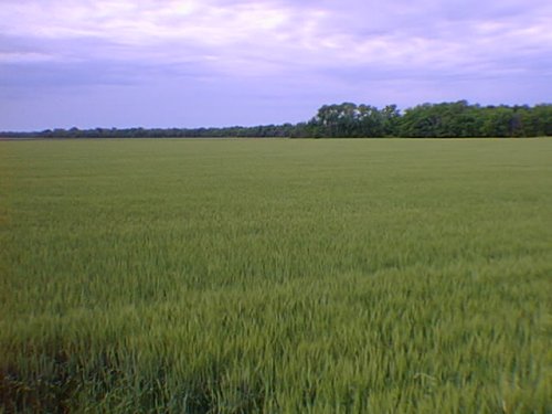 Vast green wheat field, stretching off to a line of dark trees on the horizon, and that everlasting sky, with cirrhus clouds, above