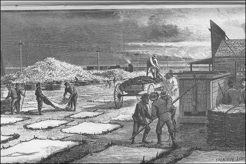 [Men working around large squares of hides stretched out on the ground.]