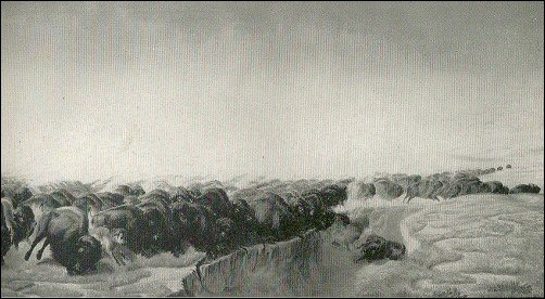 [surging sea of bison]