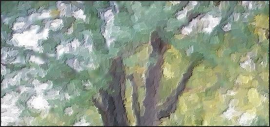 painting of silver maple