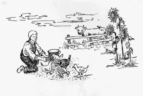 Johnnie feeding the chickens