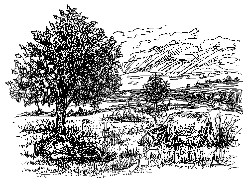 Johnnie dozing in the field with Bessie