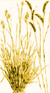 small picture of grasses