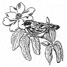 branch with pretty spring blossoms