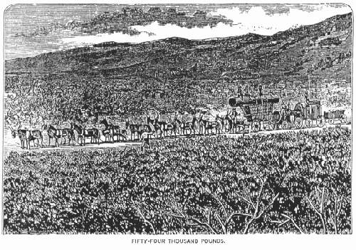 FIFTY-FOUR THOUSAND POUNDS.