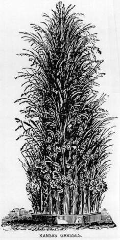KANSAS GRASSES.