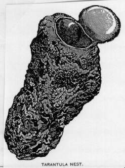 TARANTULA NEST.