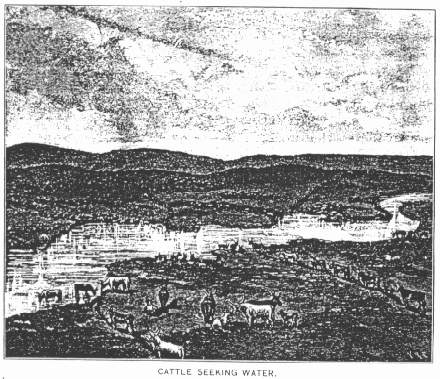 CATTLE SEEKING WATER.