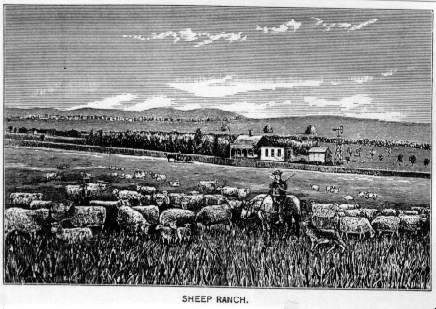 A Sheep Ranch.
