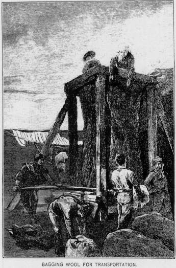 Bagging Wool for Transportation.