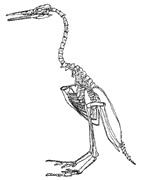 Skeleton of Hesperornis Regalis, ancestor of the Jayhawk